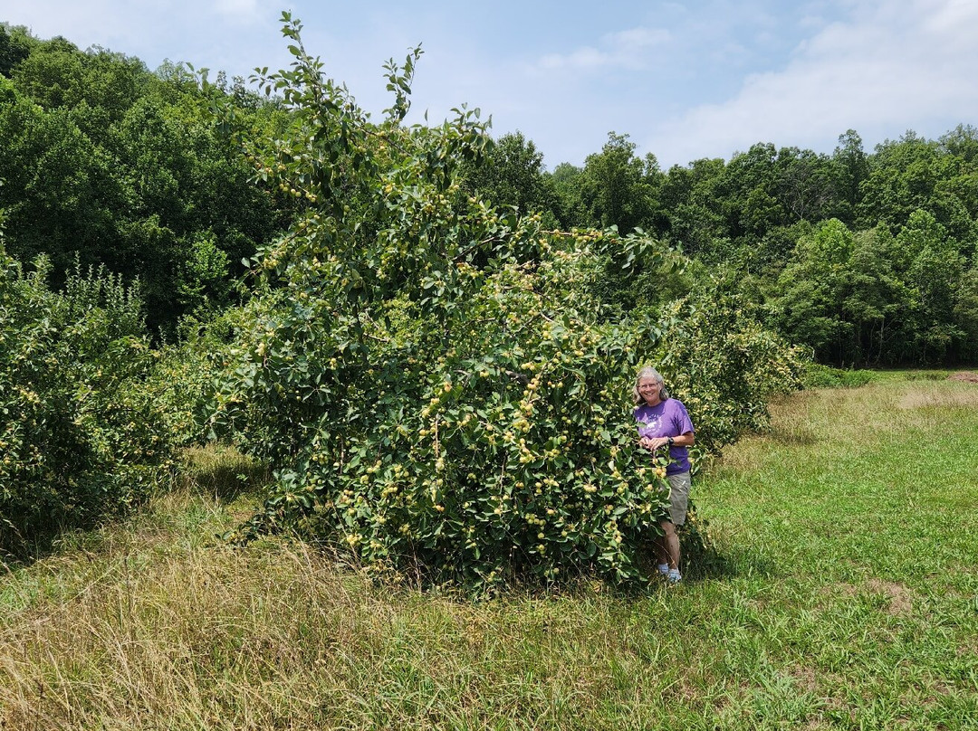 Albemarle CiderWorks景点图片