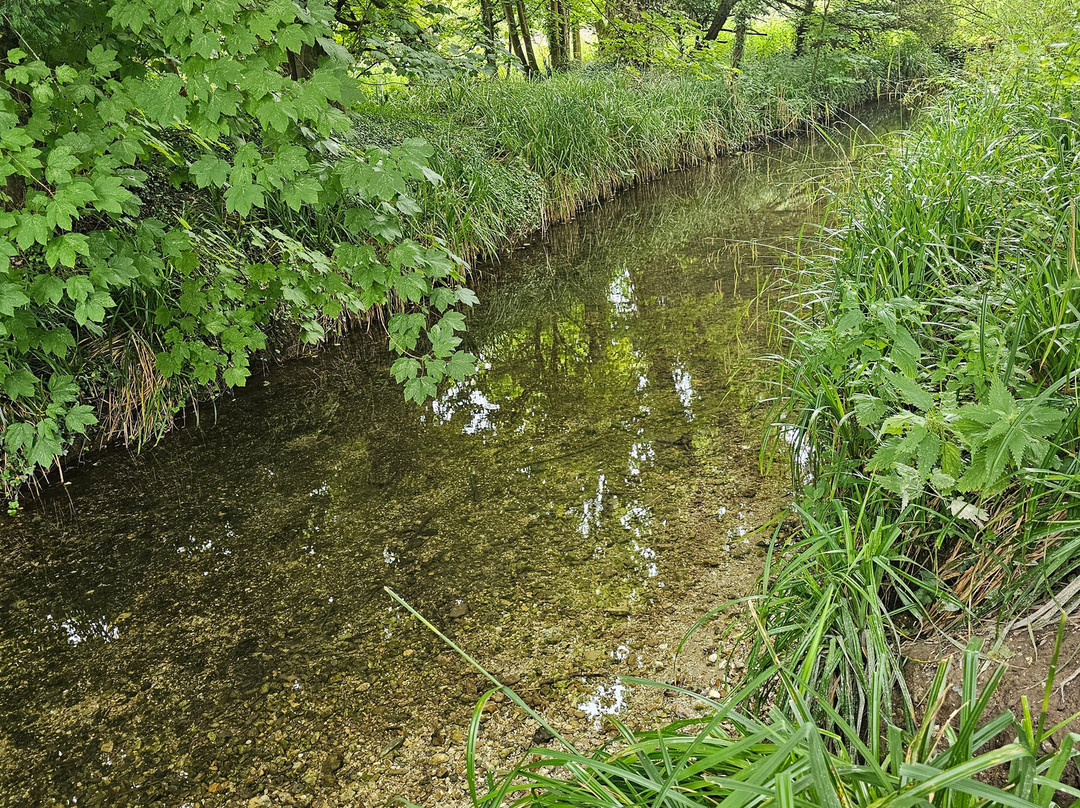 Kingston Maurward Park and Gardens景点图片