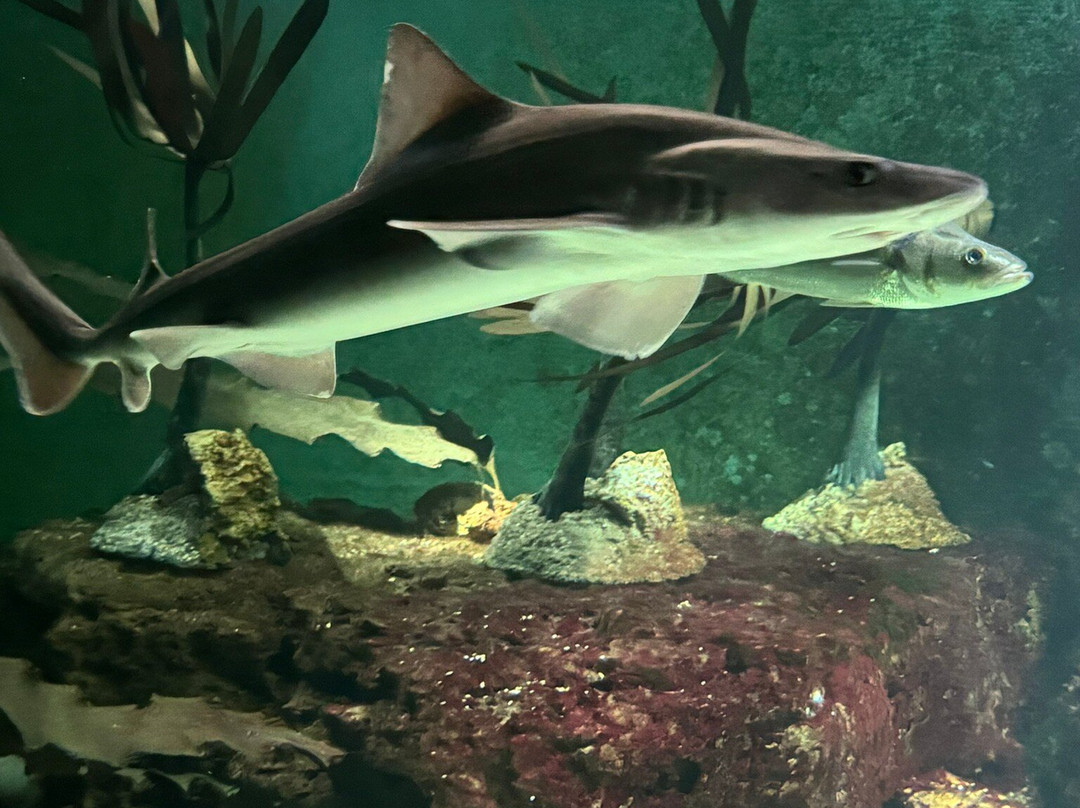 Aquarium de Vendée景点图片