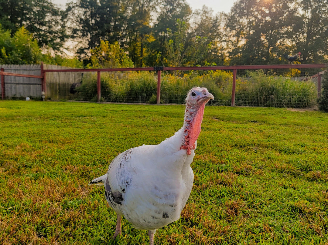 3 Palms Zoo & Education Center-Townsend必去景点