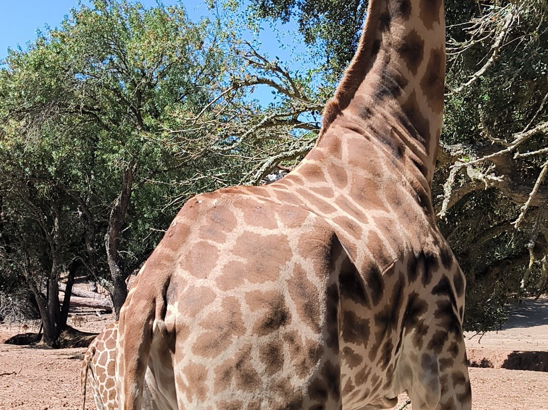 Badoca Safari Park景点图片