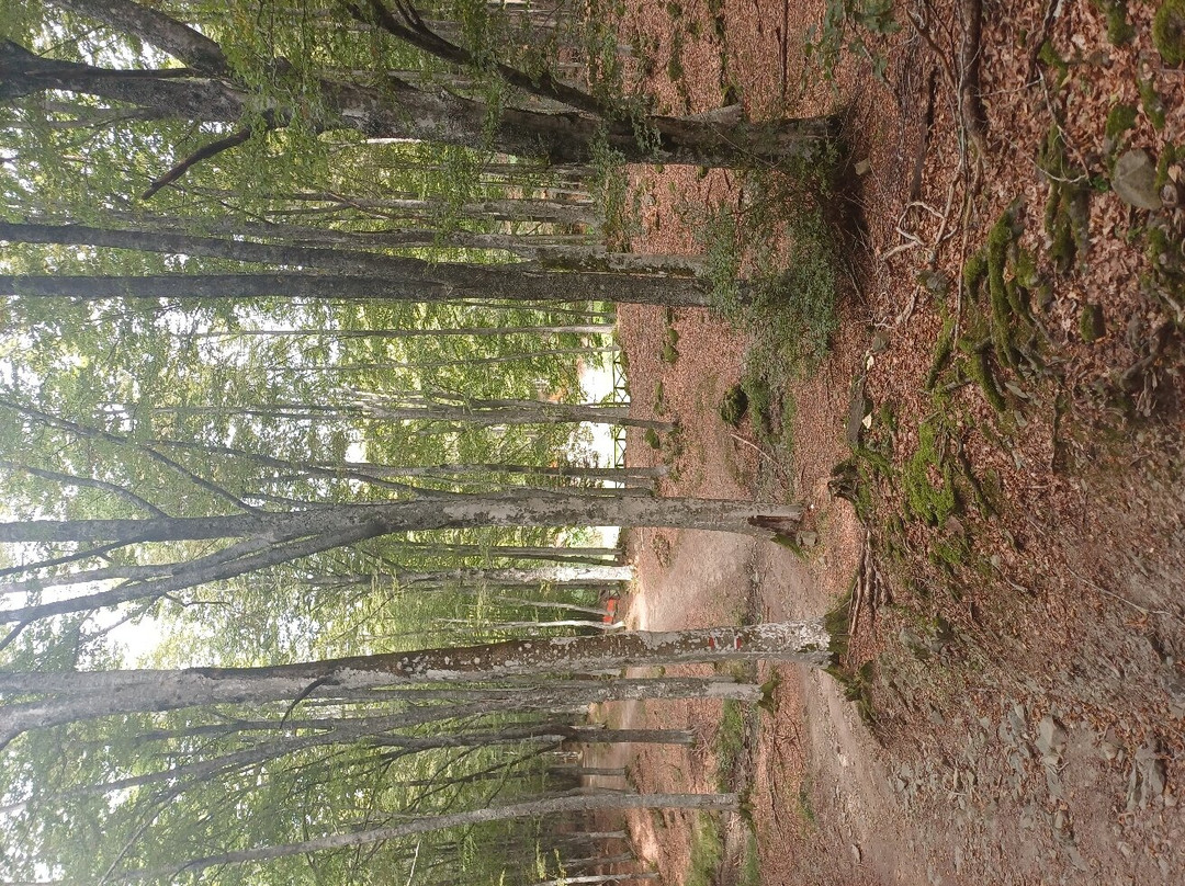 Sorgente dell'Arno景点图片