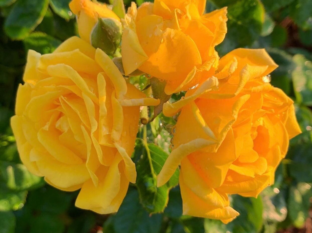 Fayetteville Rose Garden景点图片