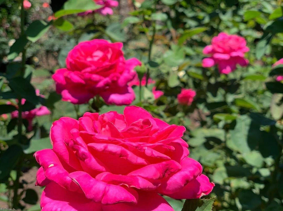 Raleigh Little Theatre Rose Garden景点图片