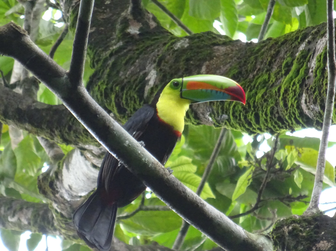 Aracari Garden Hostel主图