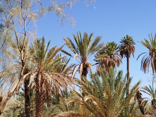 Kasbah La Datte D'or主图