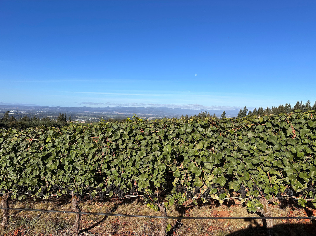 Equestrian Wine Tours-Carlton必去景点