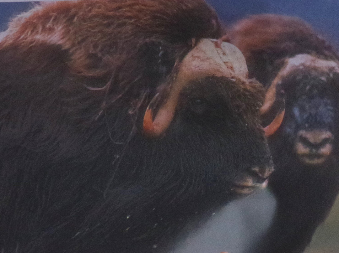 The Fish Market-Qaqortoq必去景点