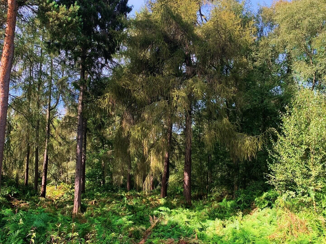 Twigmoor Woods景点图片