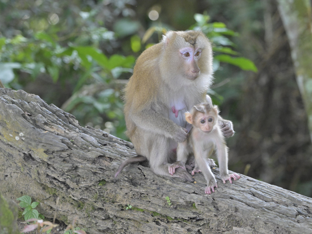 Khaoyai Jungle Tour and Photographer by Guide Jay景点图片