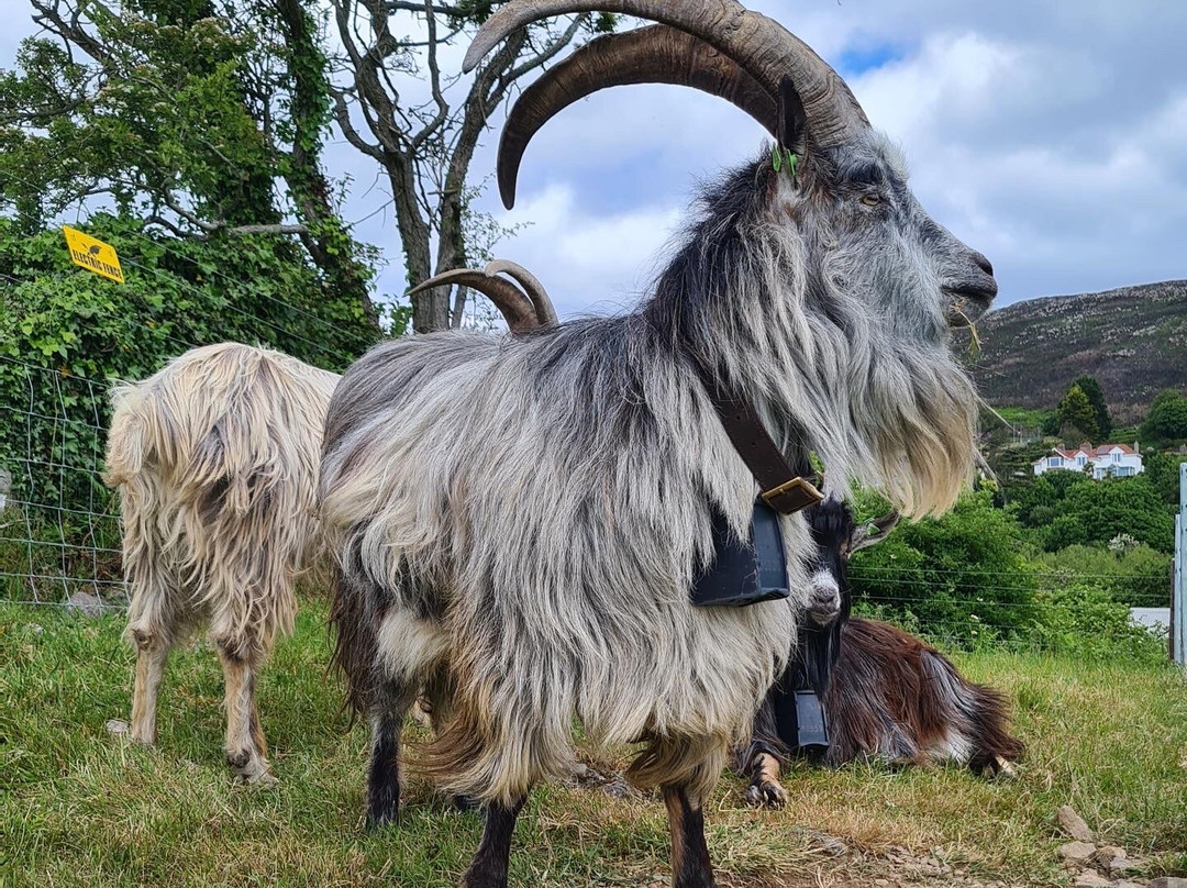 Old Irish Goat Centre