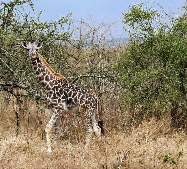 Arusha Giraffe Centre景点图片