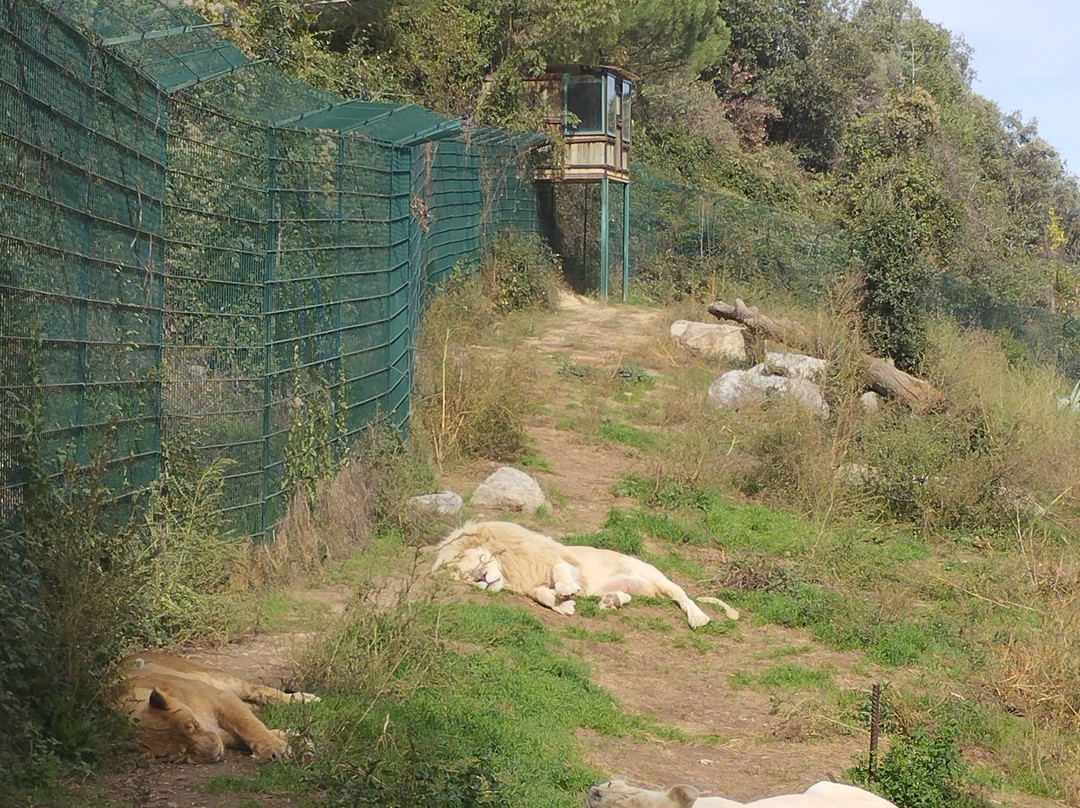 Parc Animalier De Casteil景点图片