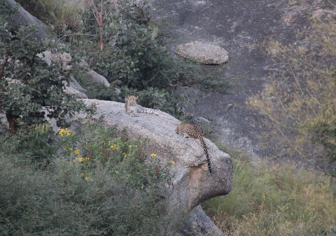 Jawai Balwant Vilas主图