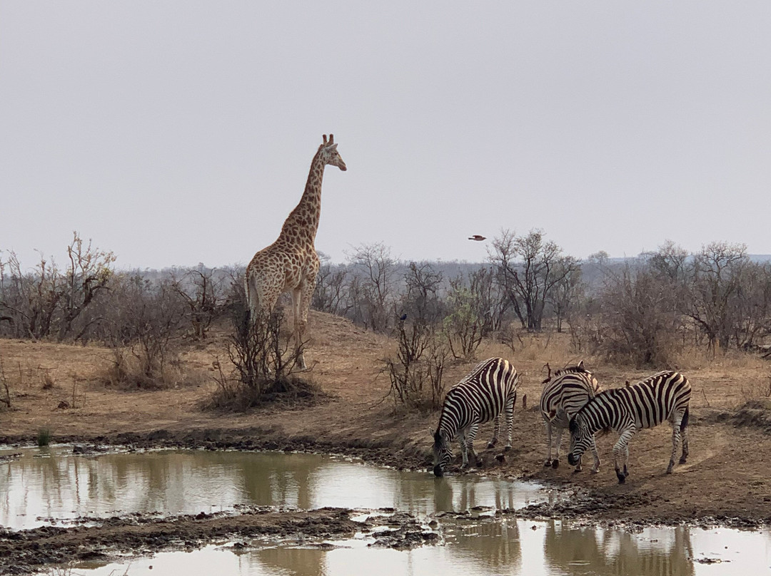 Manyeleti Safari Camp Lodge主图
