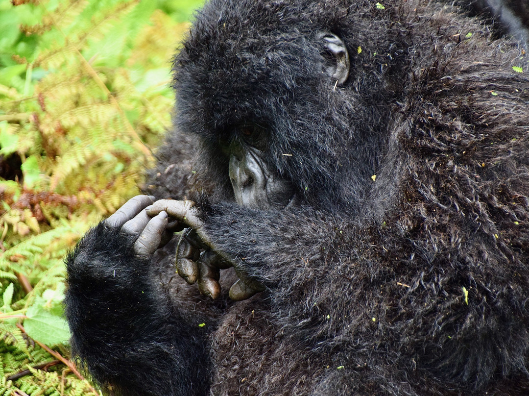 Rwanda Gorilla Trek - Day Tours景点图片
