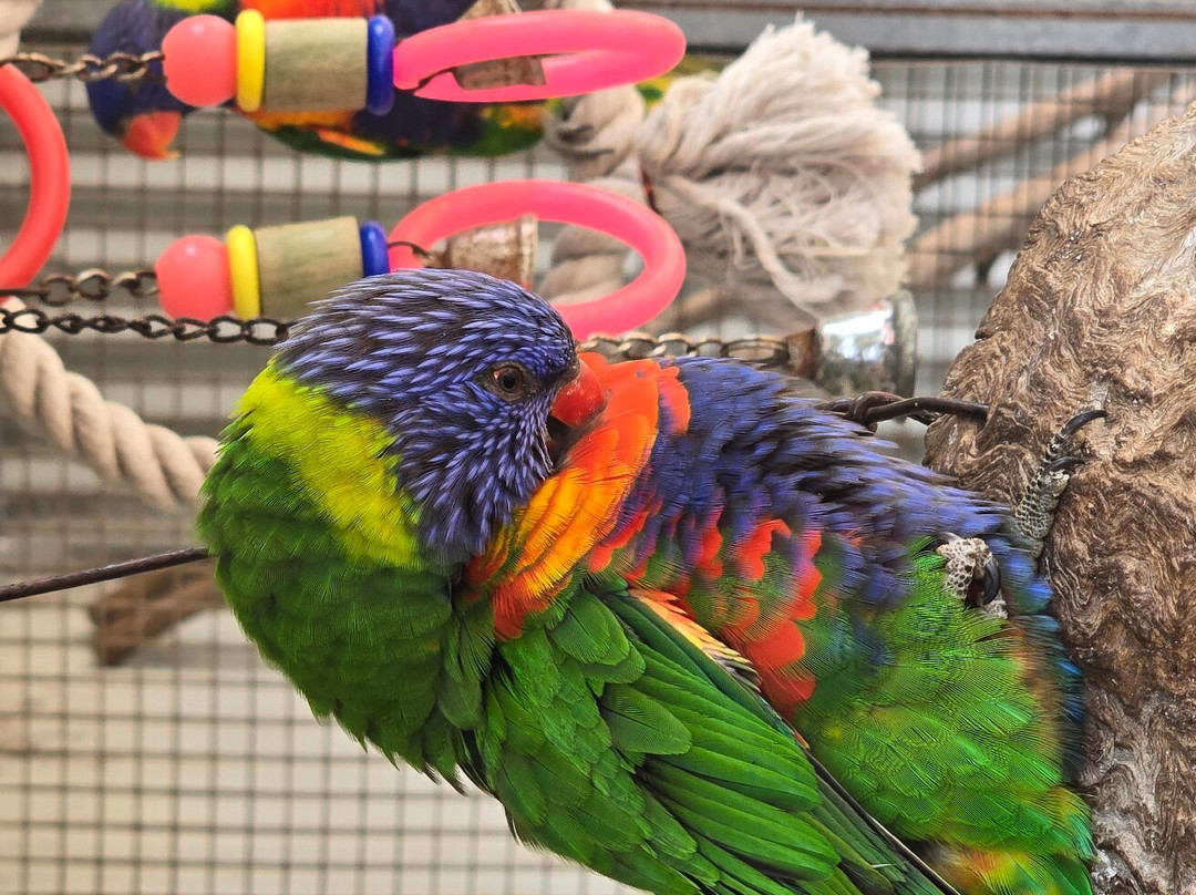 Greenough Wildlife & Bird Park-Greenough必去景点