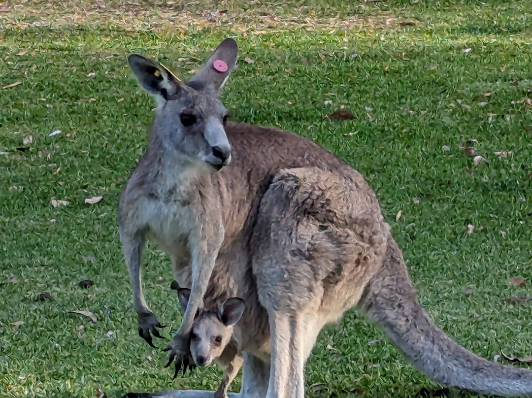 Nelson Bay Golf Club-尼尔森湾必去景点