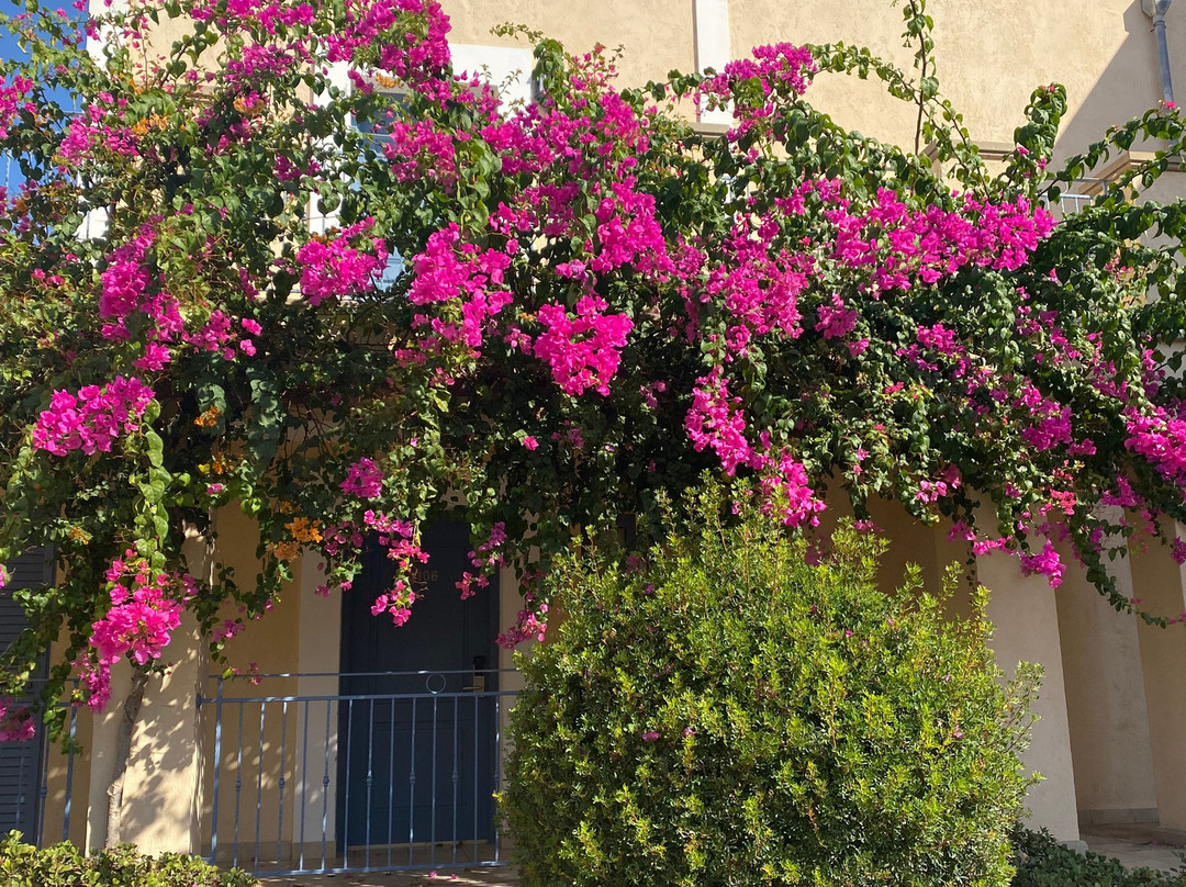 Aliathon Aegean主图