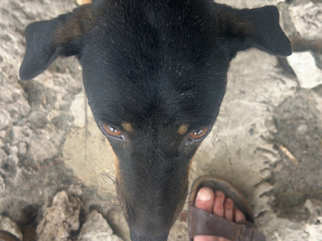 Moalboal Animal Welfare-莫阿尔博阿尔必去景点