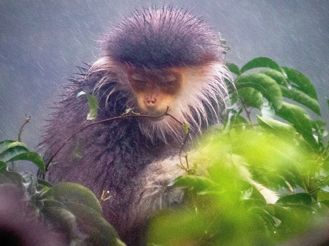 Monkey Mountain-利他必去景点