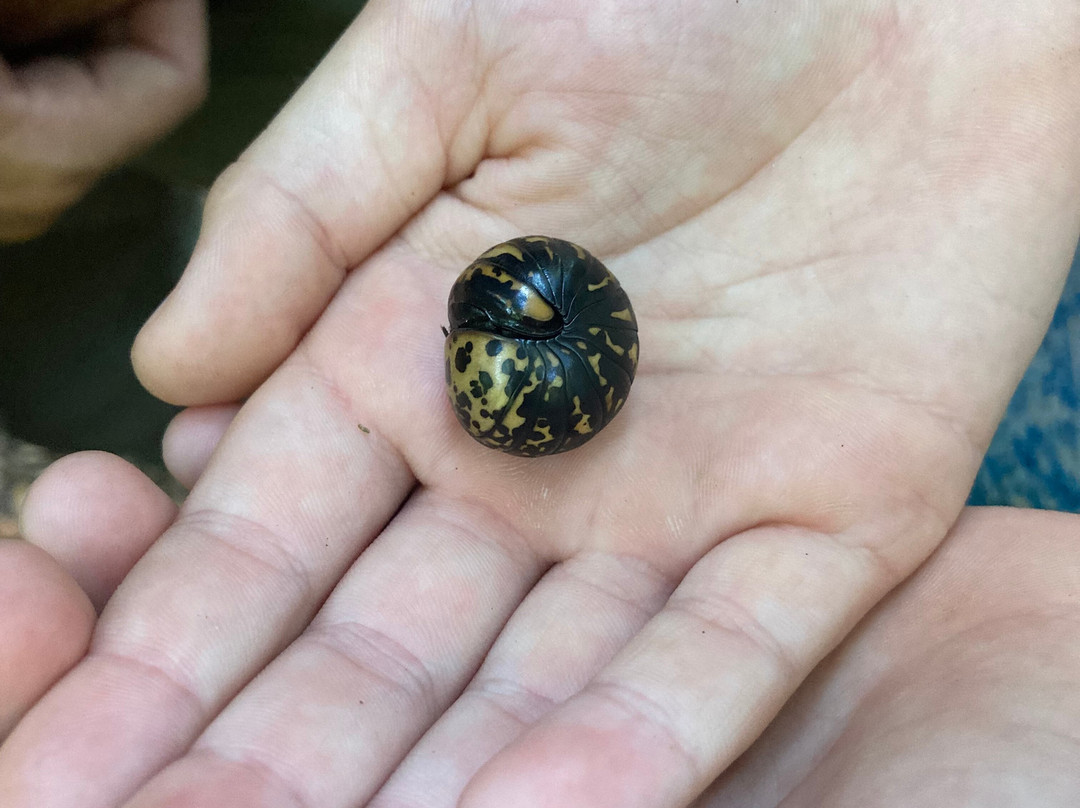 Dala's Tours-Deniyaya必去景点