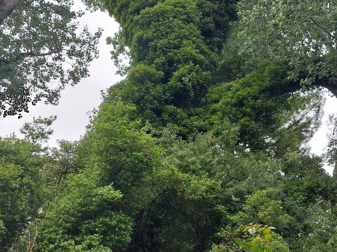 Jardin Botanico de la Universidad Austral de Chile-瓦尔迪维亚必去景点