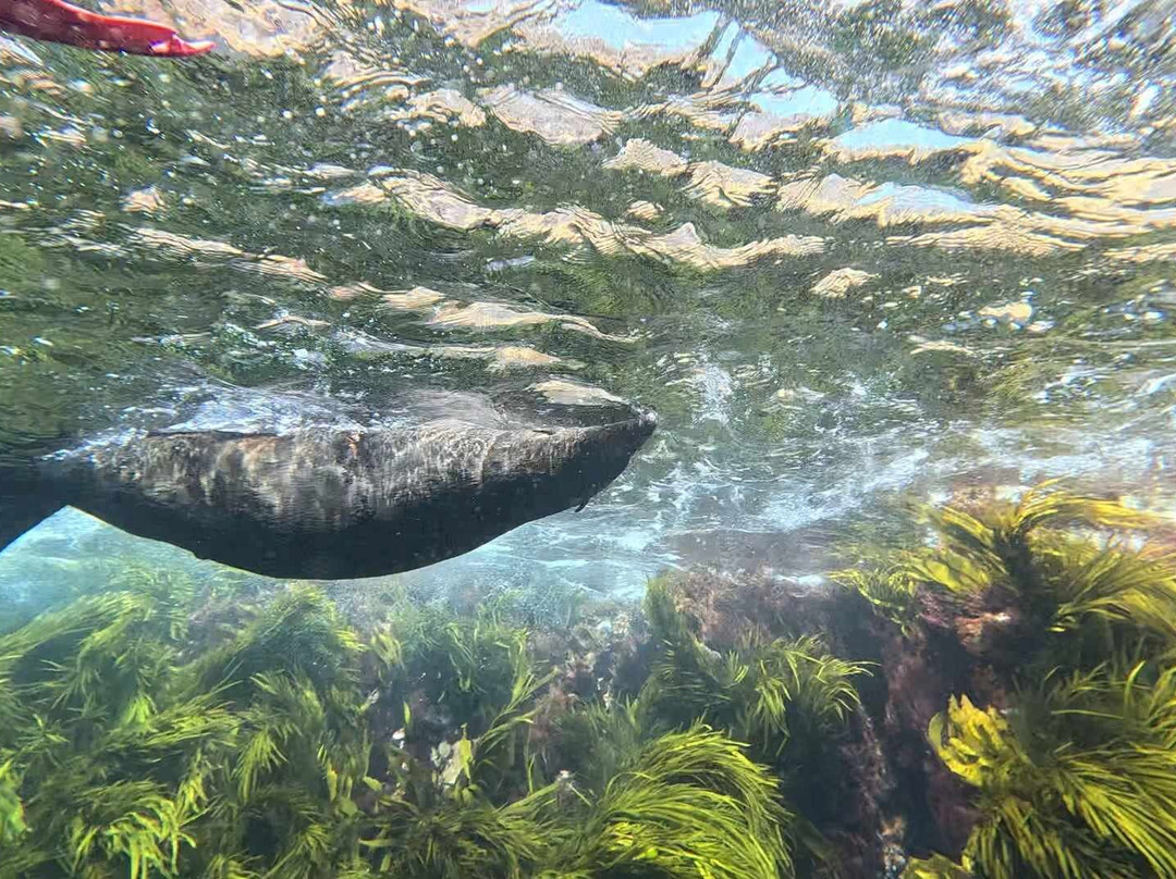 Underwater Safaris景点图片