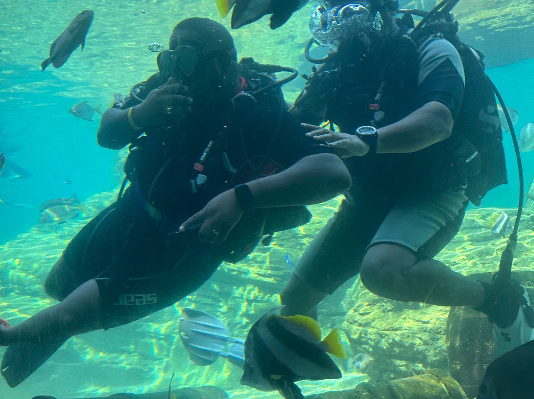 Umhlanga Scuba景点图片
