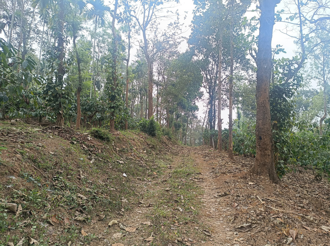 The Suvistara Wayanad主图