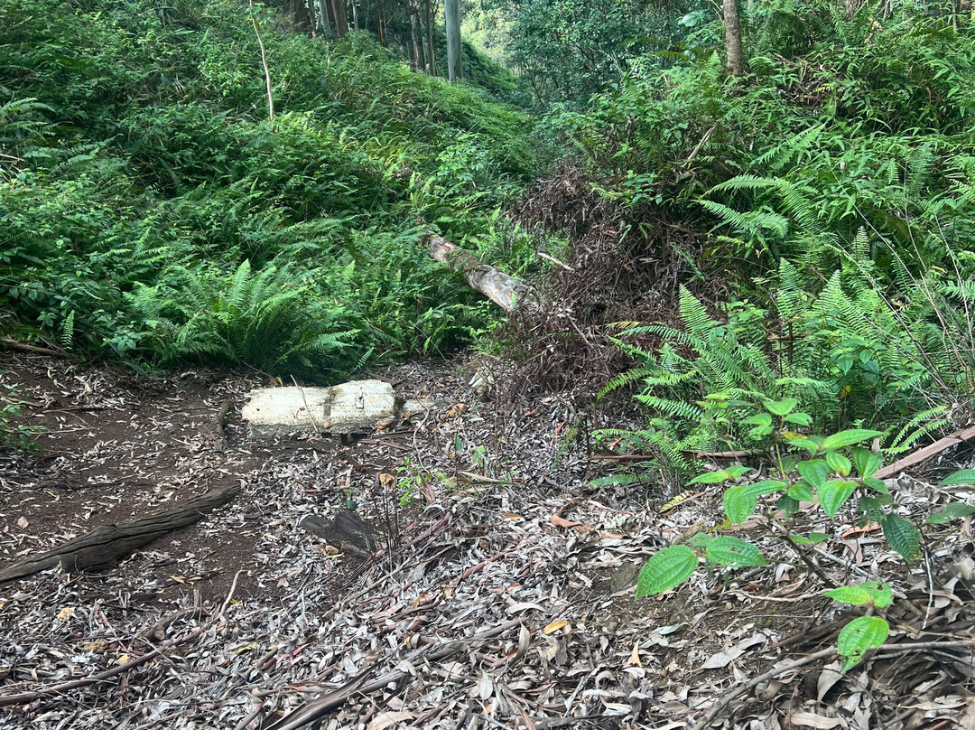 Aiea Loop Trail-阿伊亚必去景点
