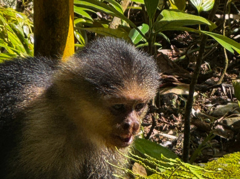 Parque Nacional Natural Gorgona-La Gorgona必去景点