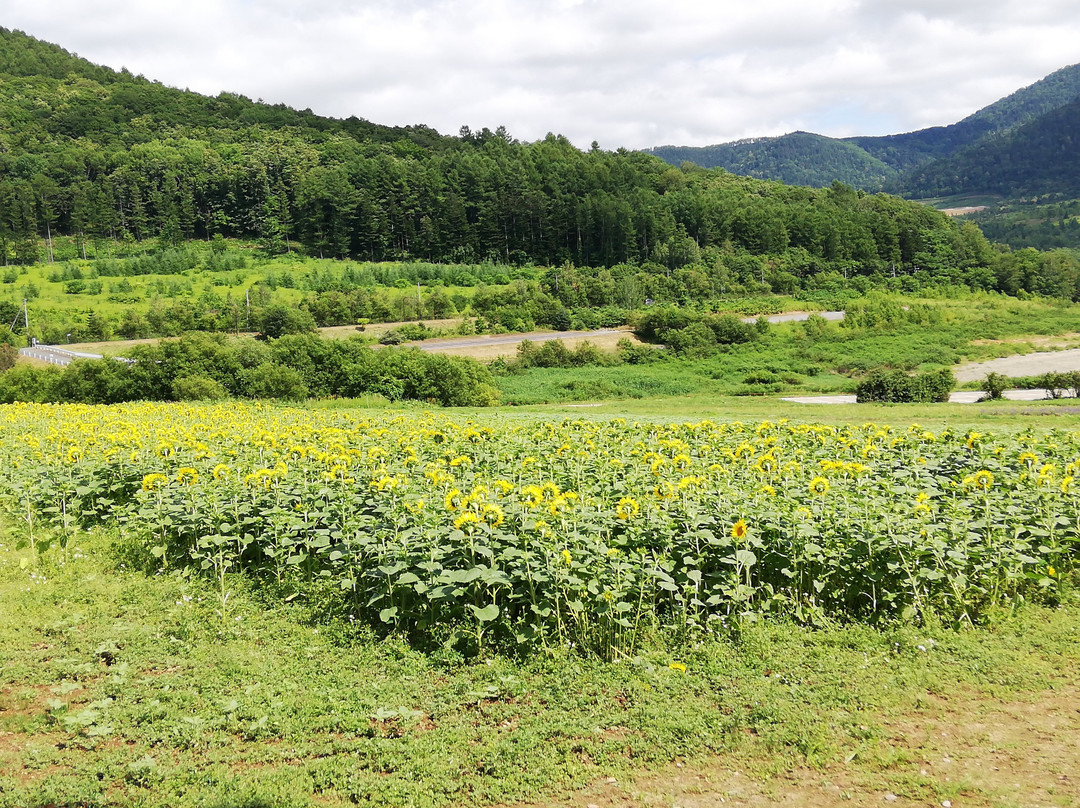 Lake Kanayama Lavender Garden-南富良野町必去景点