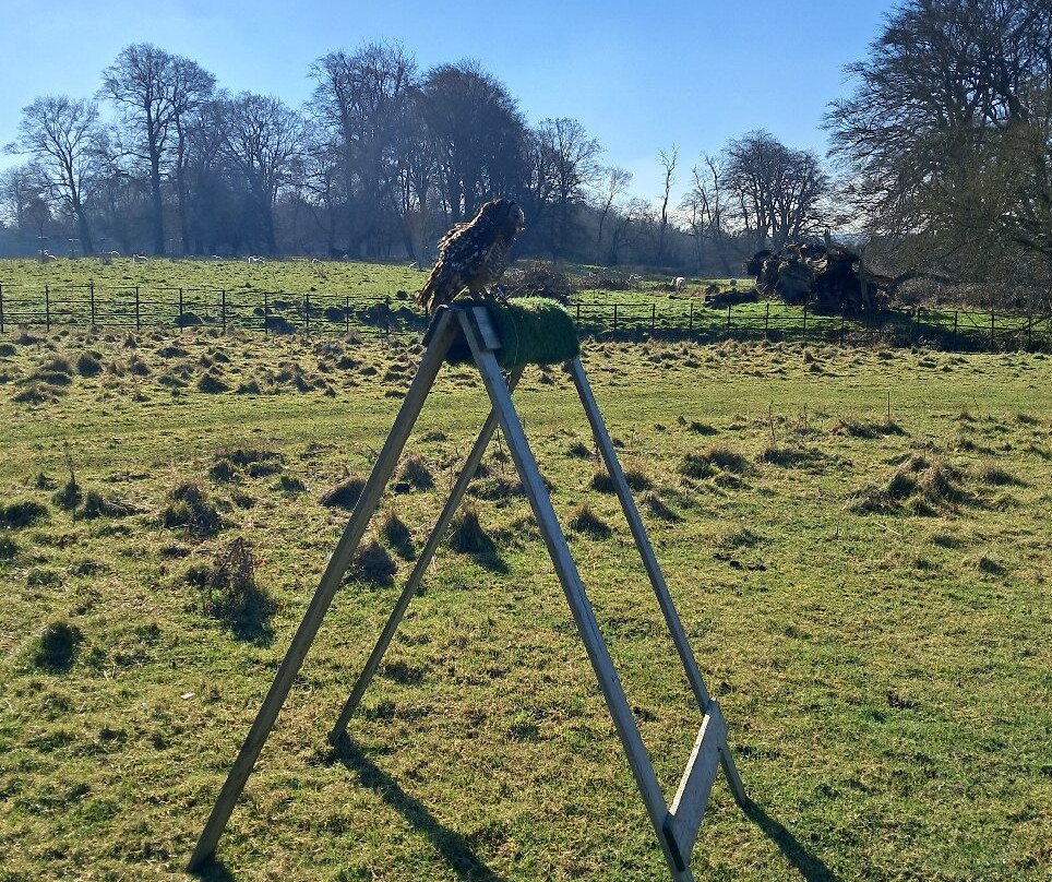 Kent Falconry Centre-Throwley必去景点