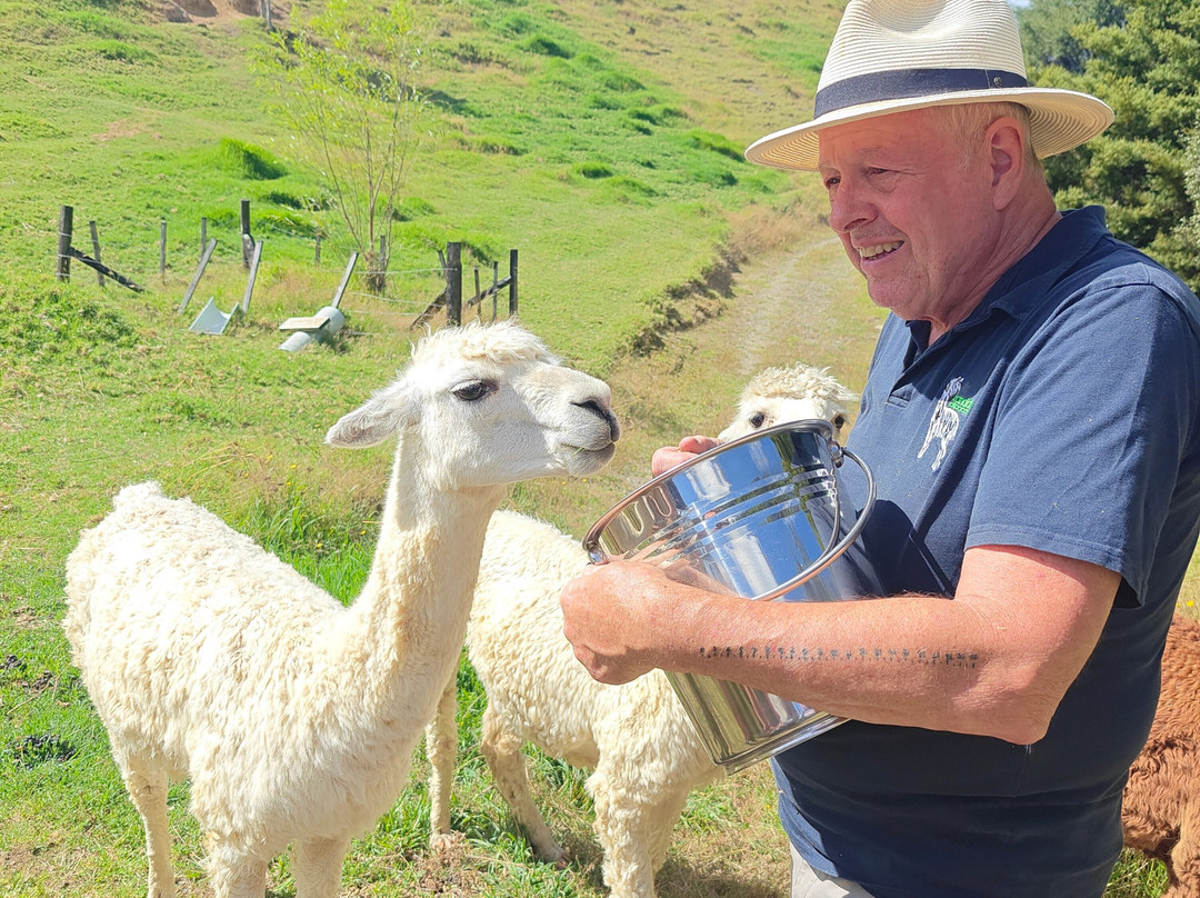 Alpaca Farm Experience景点图片