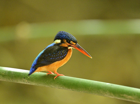 Capayas Creek Kingfisher Preserve