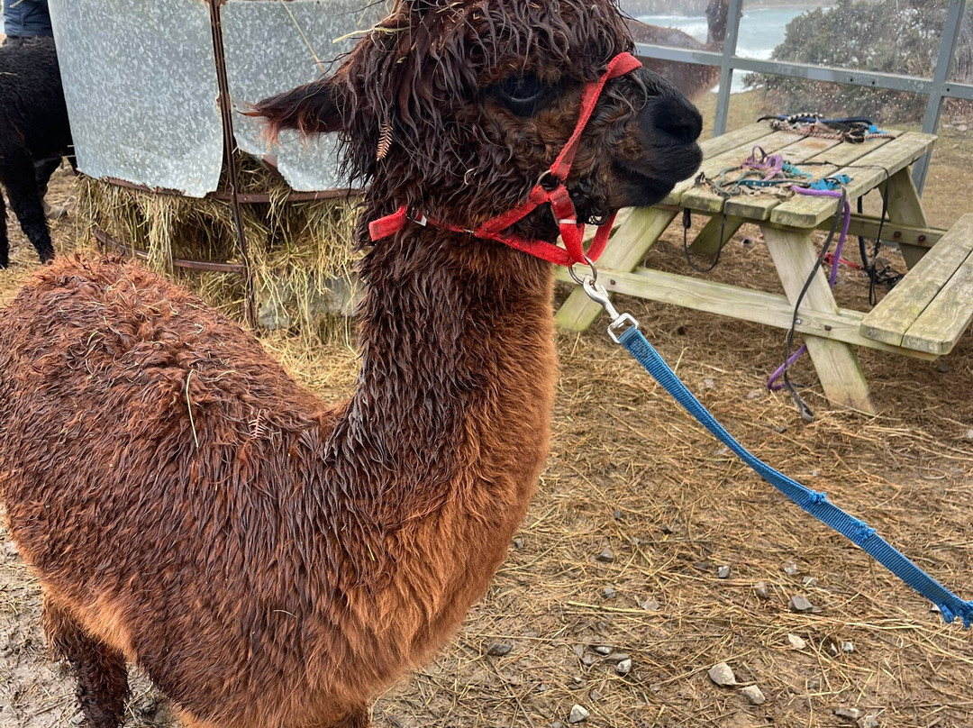 Wild Alpaca Way-Malin Head必去景点
