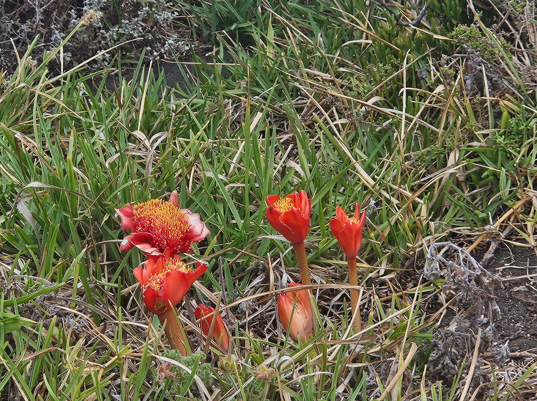 Hermanus Cliff Path-赫曼努斯必去景点