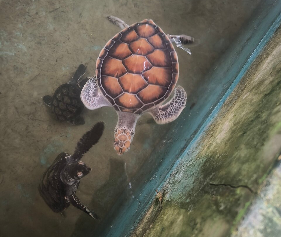 Sea Turtle Hatchery景点图片