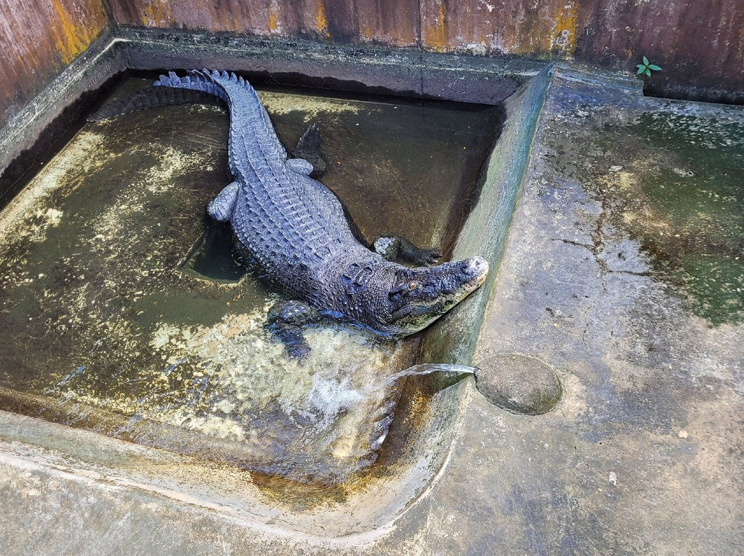 Palawan Wildlife Rescue and Conservation Center景点图片