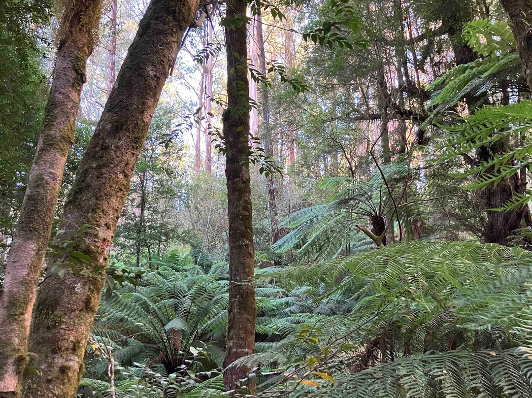 Wirrawilla Rainforest Walk景点图片