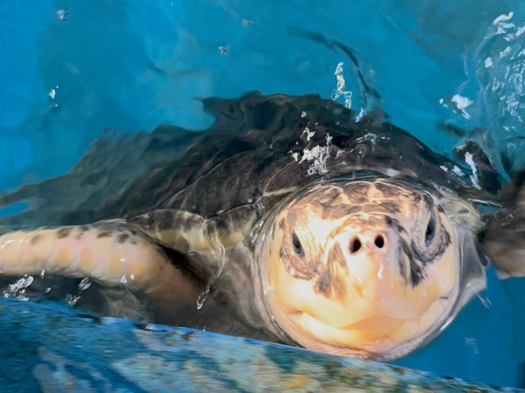Our Turtle Conservation Project景点图片