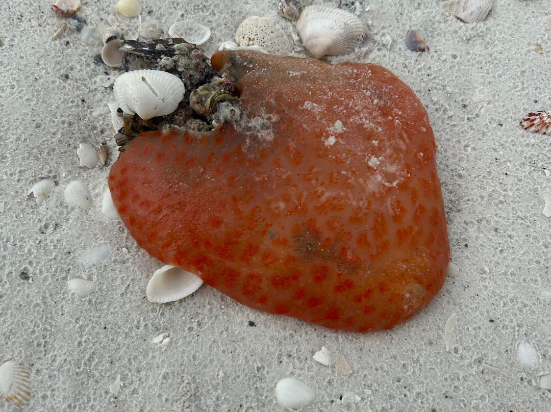 Spongorama's Cruise Lines-塔彭斯普林斯必去景点