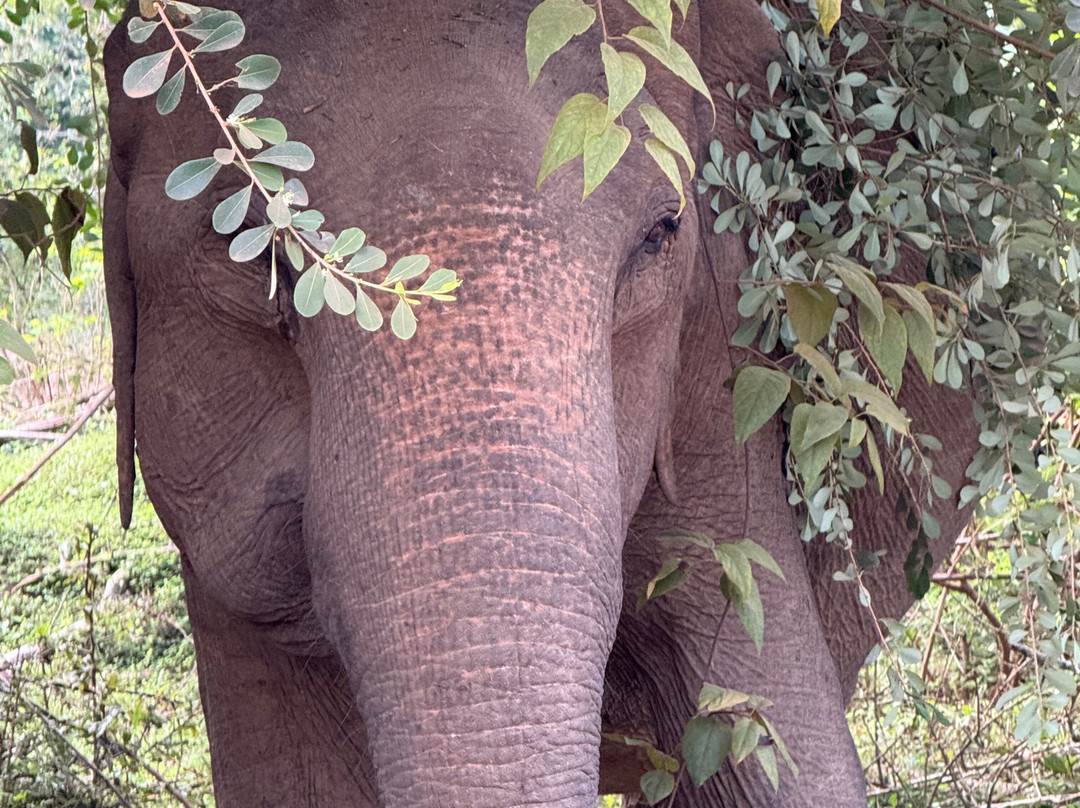 Amusing Lanka Tours景点图片