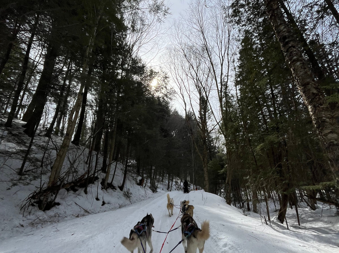 Winterdance Dogsled Tours景点图片