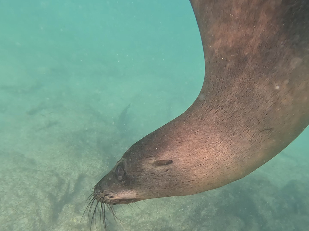 Darwin Bay-Genovesa必去景点
