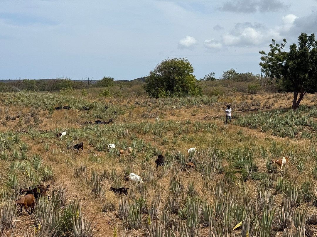 The Aloe Vera Curacao, Home of Curaloe Tour-威廉斯塔德必去景点