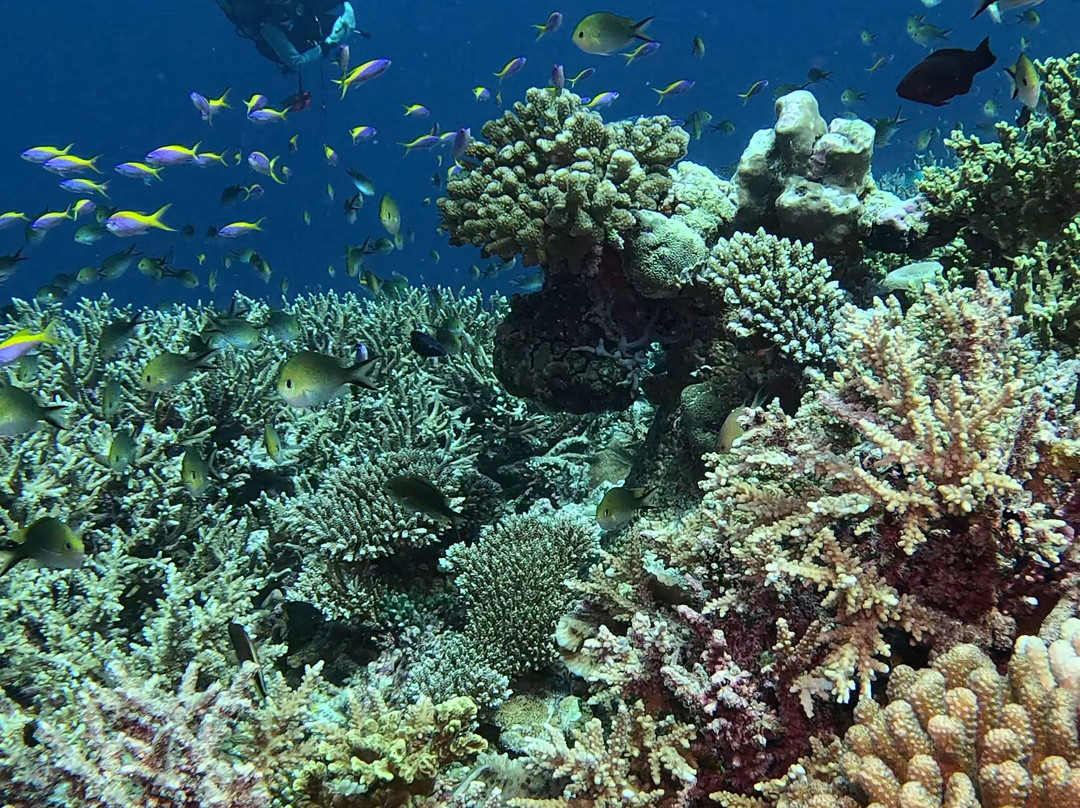 Addu Scuba Dive Maldives-阿斯杜太阳岛必去景点