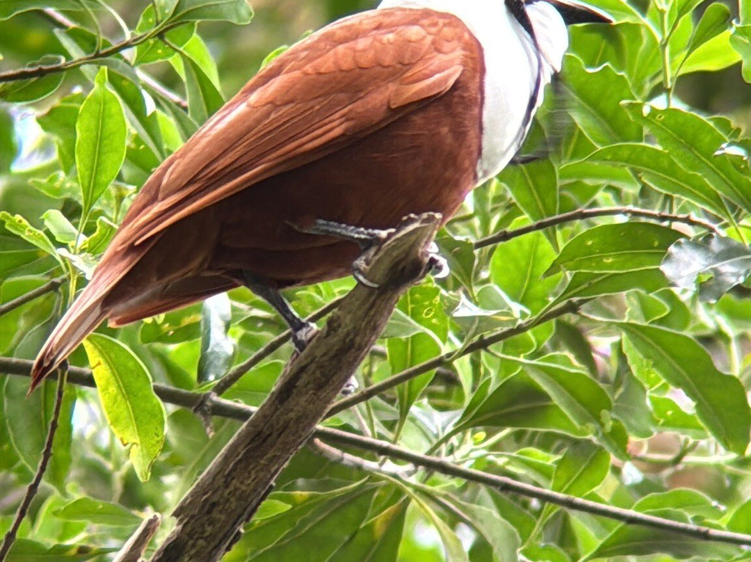 Mount Totumas Cloud Forest主图