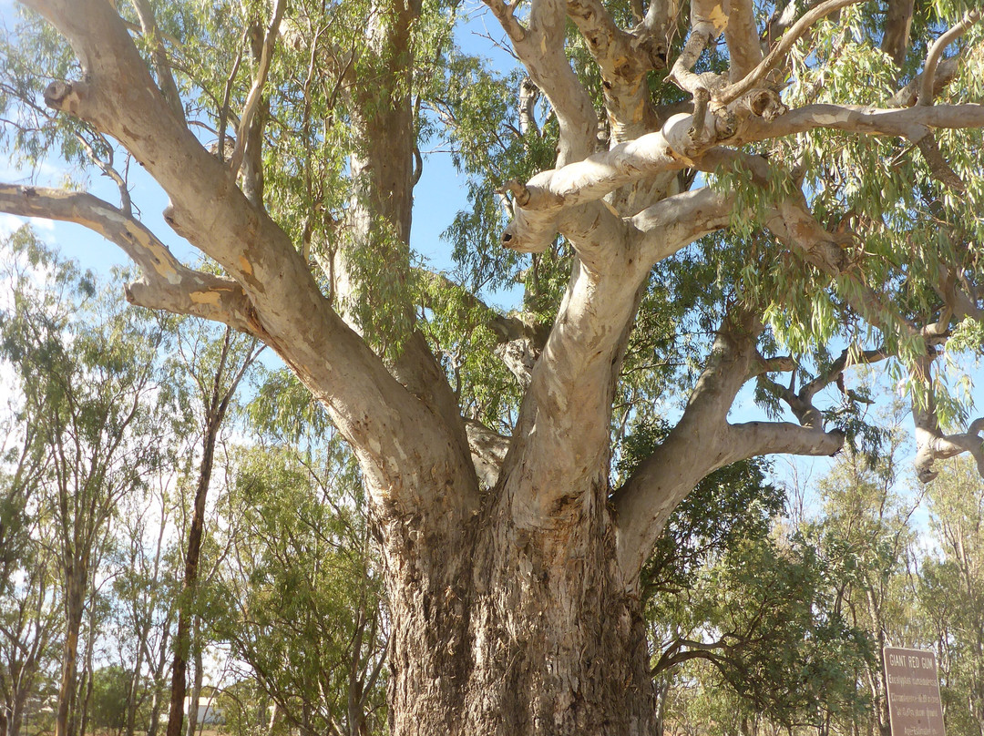 Giant Red Gum Tree景点图片